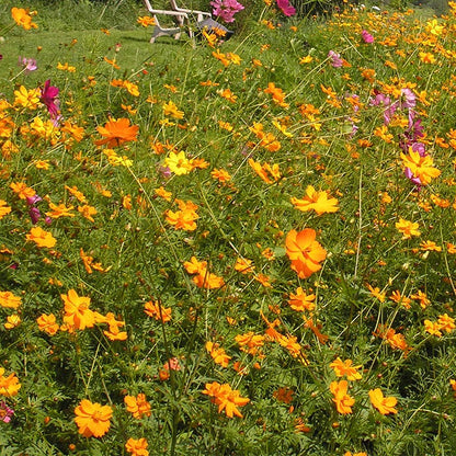 Sulphur Cosmos Seeds