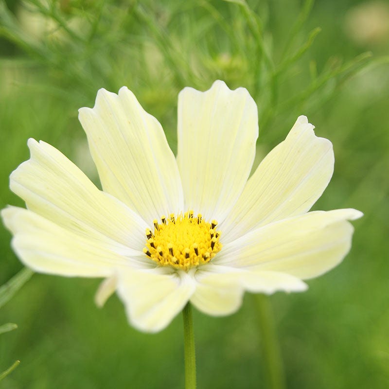 Sunset Yellow Cosmos Seeds