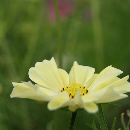 Sunset Yellow Cosmos Seeds