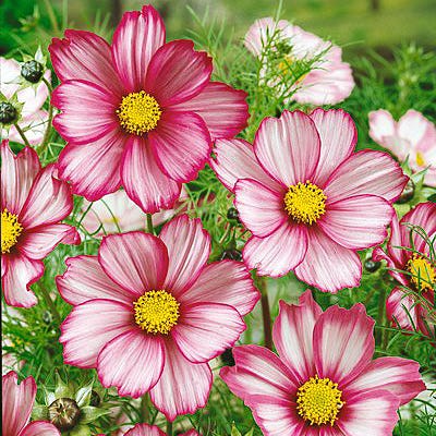 Candystripe Cosmos Seeds