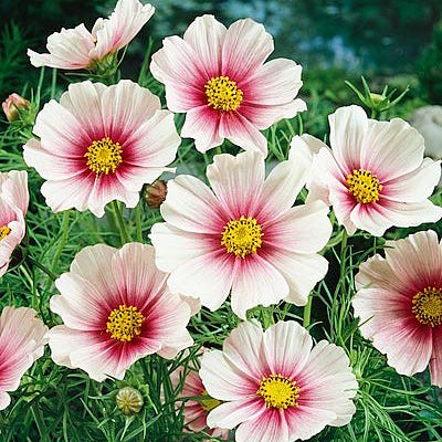 Daydream Cosmos Seeds - Thumbnail 2