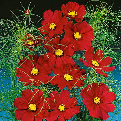 Dazzler Cosmos Seeds