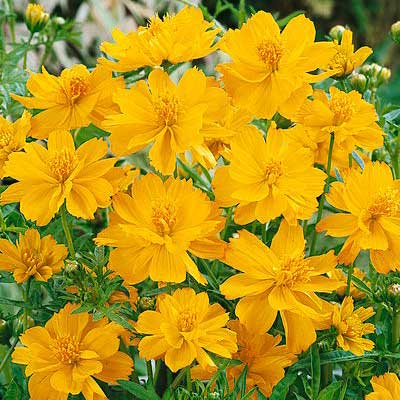 Dwarf Gold Sulphur Cosmos Seeds