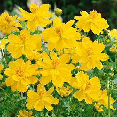 Dwarf Lemon Sulphur Cosmos Seeds