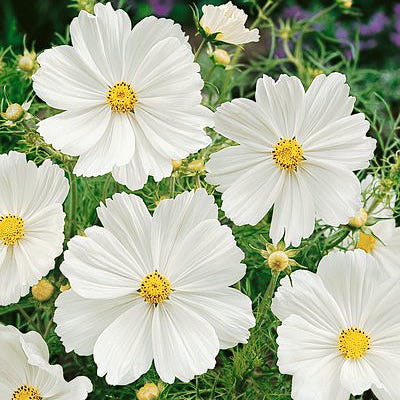 pure seed flower Purity Cosmos Seeds | White