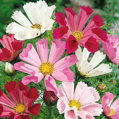 Sea Shells Cosmos Seed Mix