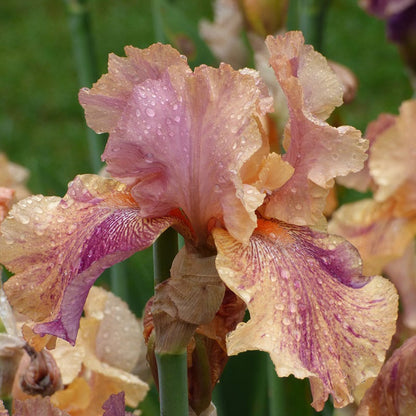 Coyote Ugly Bearded Iris