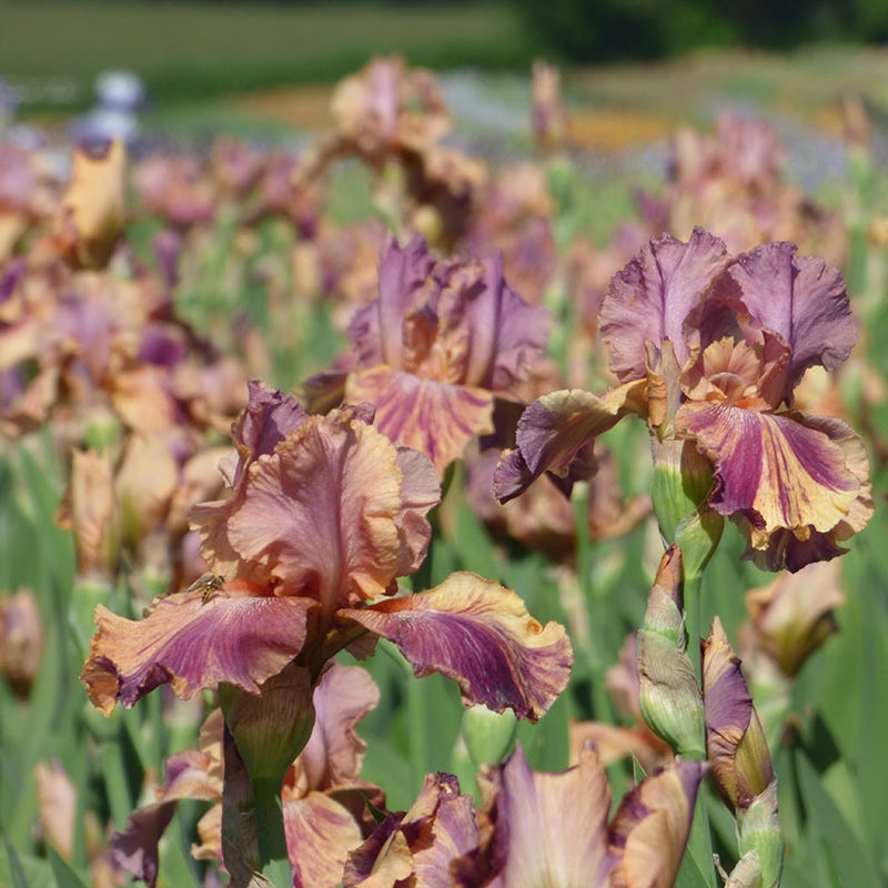 Coyote Ugly Bearded Iris