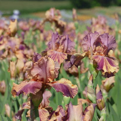 Coyote Ugly Bearded Iris