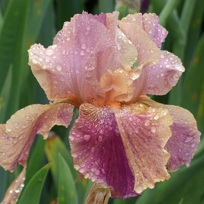 Coyote Ugly Bearded Iris