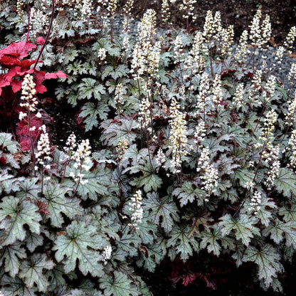 Stormy Shade Low Grow Plant Collection