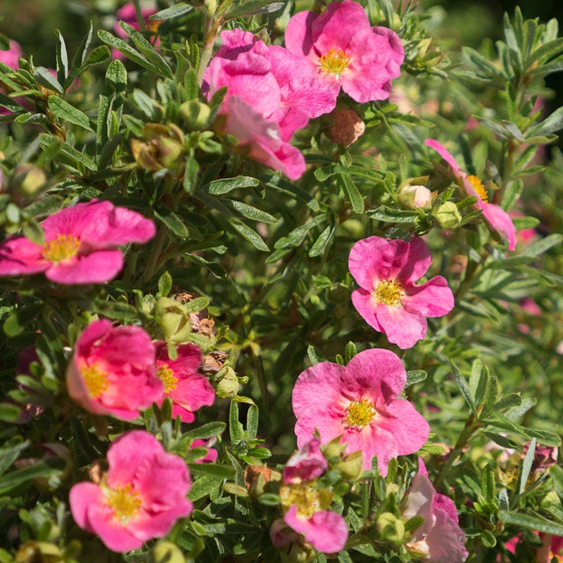 Bella Bellissima® Potentilla