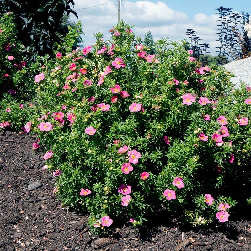 Bella Bellissima® Potentilla