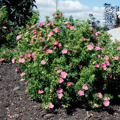 Bella Bellissima® Potentilla