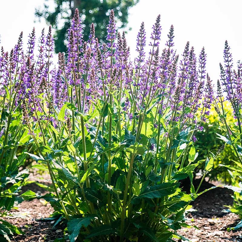 Blue By You Meadow Sage