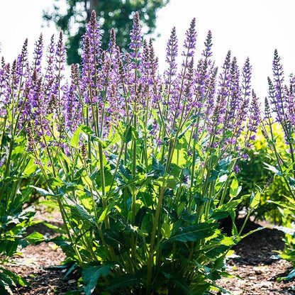 Blue By You Meadow Sage