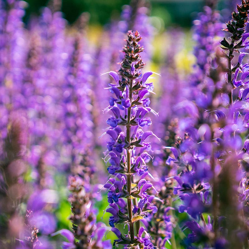 Blue By You Meadow Sage | Blue/Purple | Plant