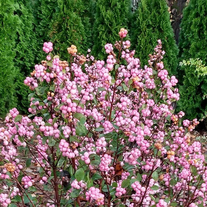 Pink Posy™ Snowberry