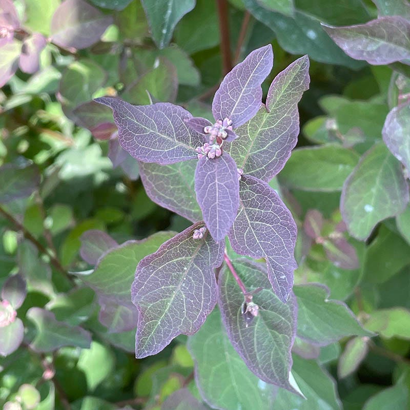 Pink Posy™ Snowberry