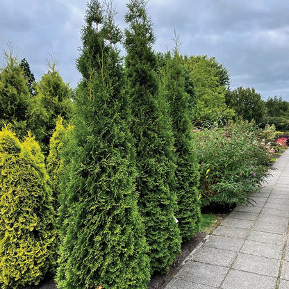 Private Jet Arborvitae, Thuja occidentalis