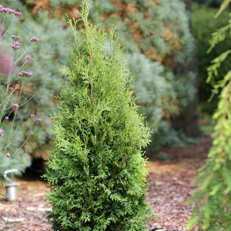 Private Jet Arborvitae