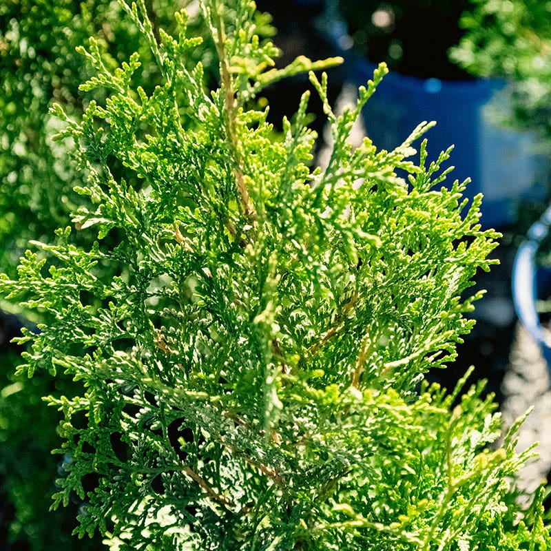 Private Jet Arborvitae, Thuja occidentalis | American Meadows