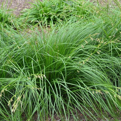 Woodland Edge Native Plant Collection