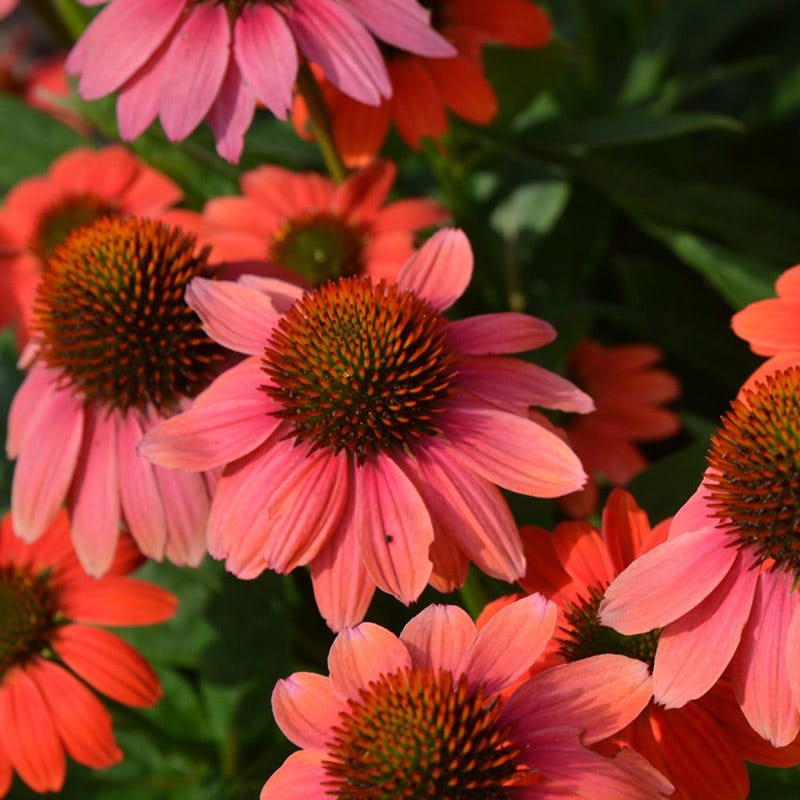 Mini Fall Flowering Pollinator Pit Stop Plant Collection