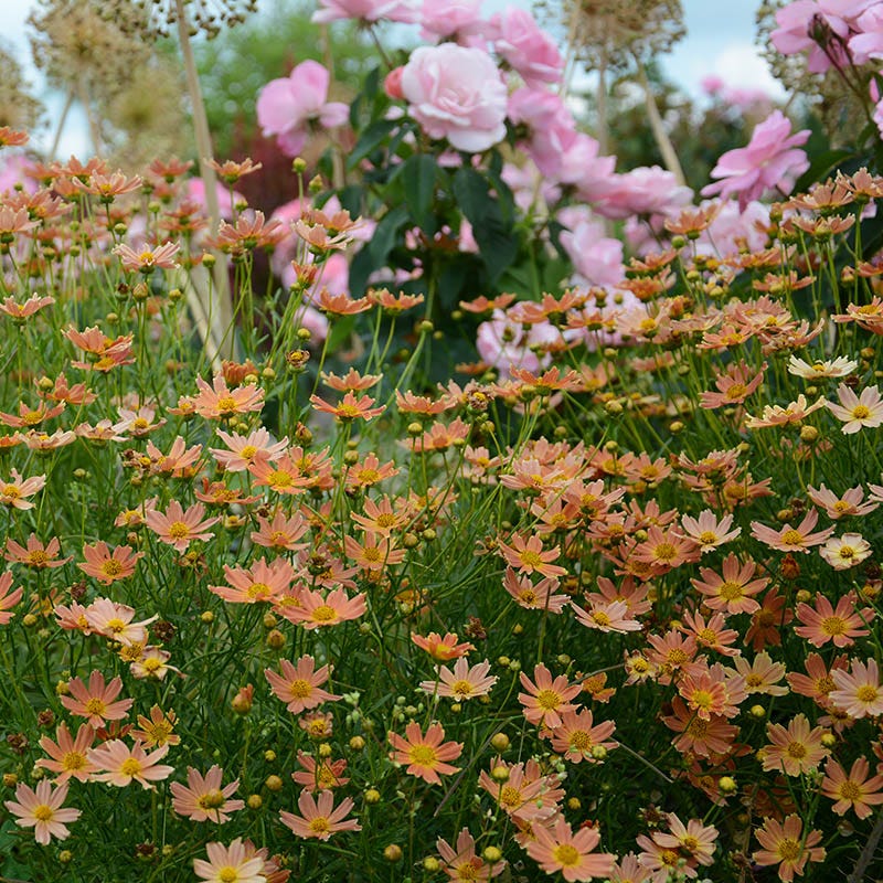 Natural Nectar Native Pre-Planned Garden