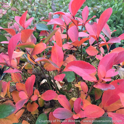 Fall Foliage Native Shrub Collection