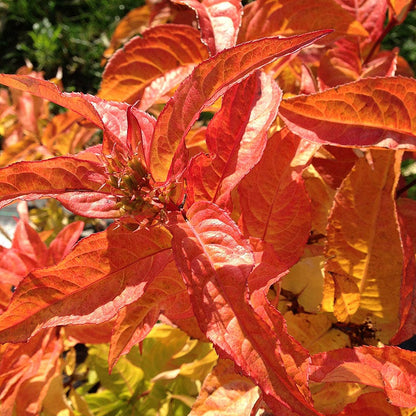 Fall Foliage Native Shrub Collection