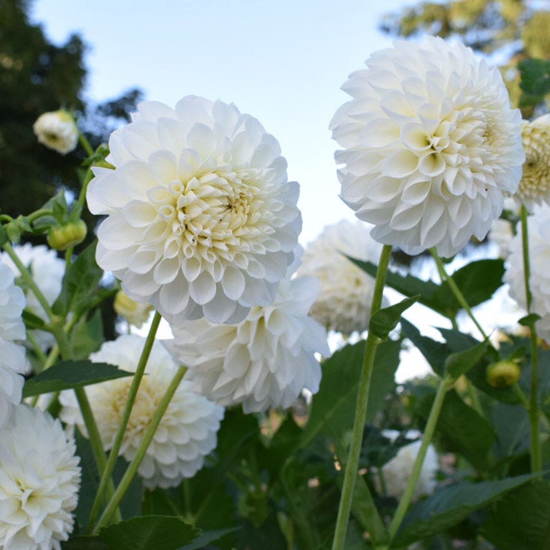 Dahlia Clouds Collection