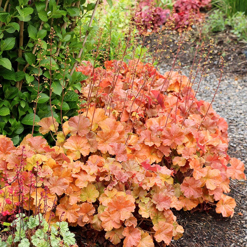 Northern Exposure™ Amber Coral Bells