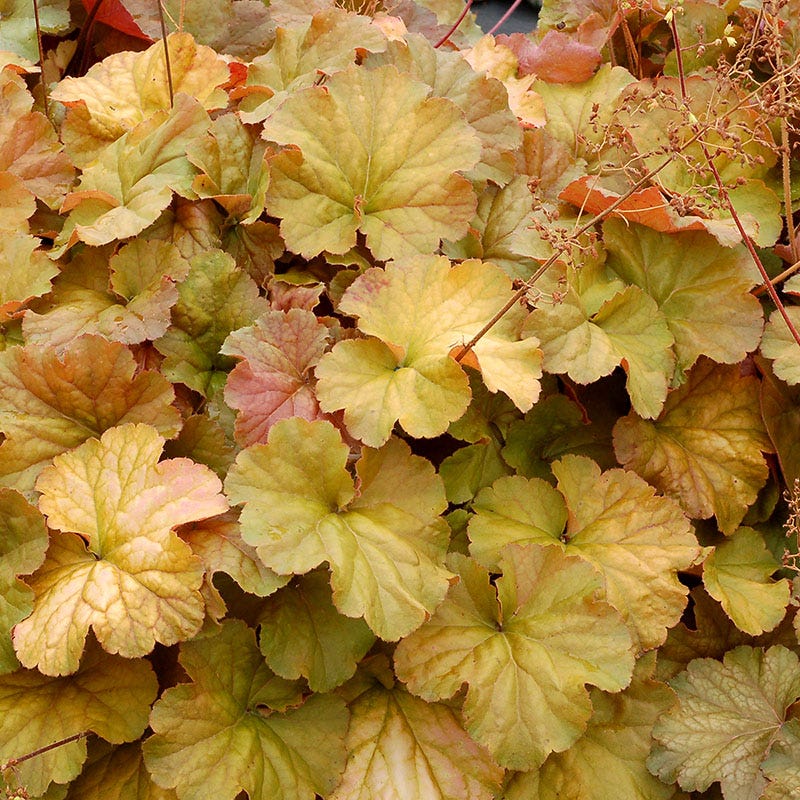 Northern Exposure Amber Coral Bells - Thumbnail 3