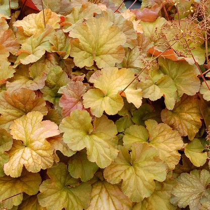 Northern Exposure™ Amber Coral Bells