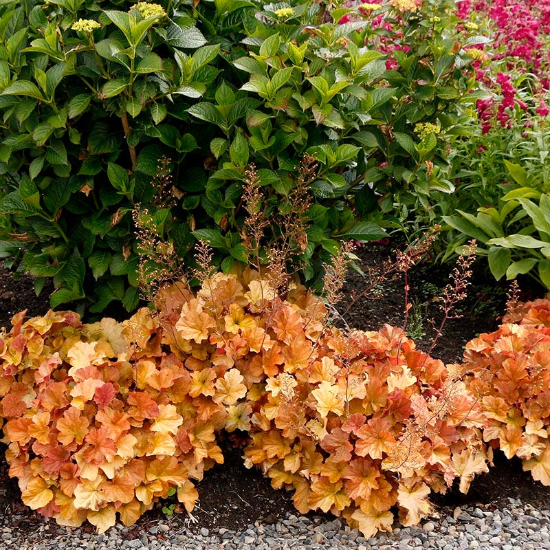 Northern Exposure™ Amber Coral Bells