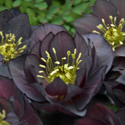 Wedding Party® Dark and Handsome Helleborus