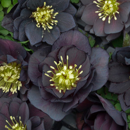 Wedding Party® Dark and Handsome Helleborus