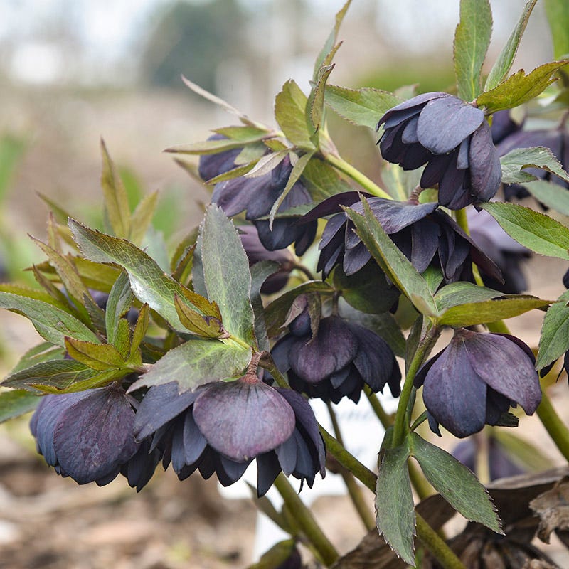 Wedding Party Dark and Handsome Helleborus | American Meadows