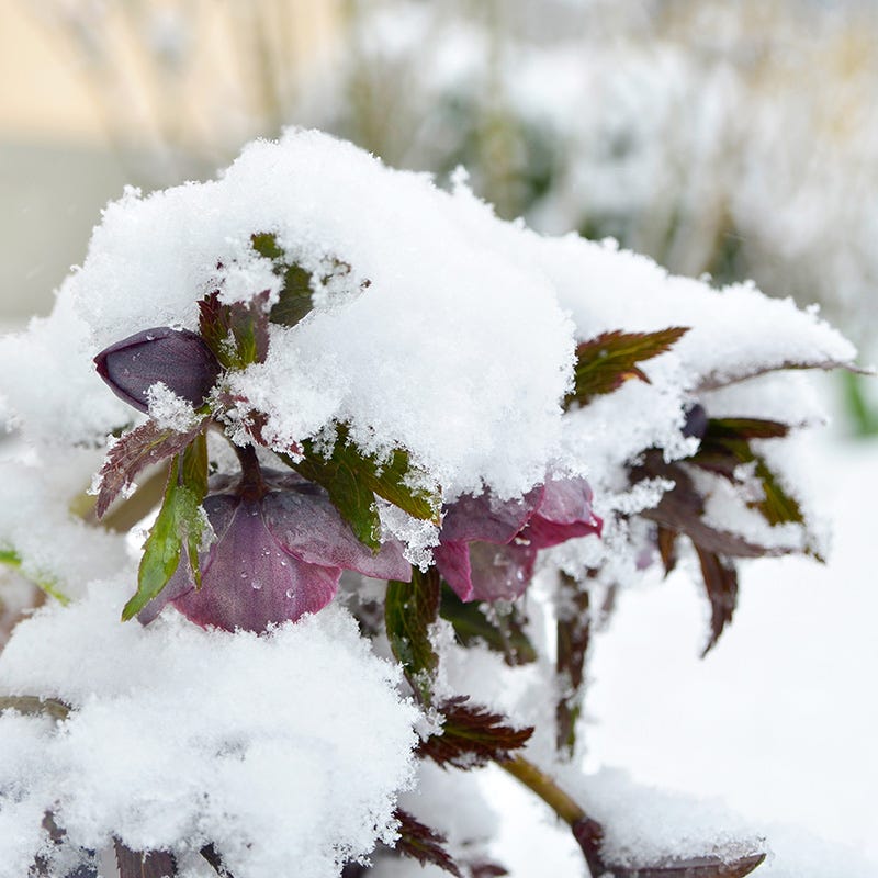 Wedding Party® Dark and Handsome Helleborus
