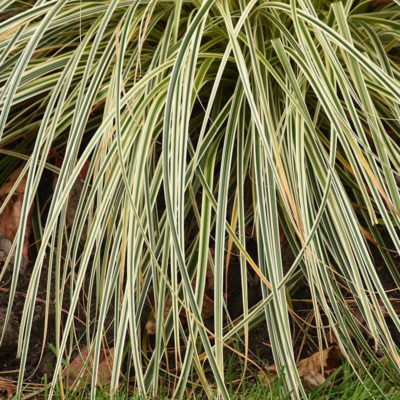 Feather Falls™ Sedge