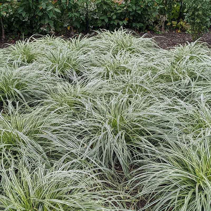 Feather Falls™ Sedge