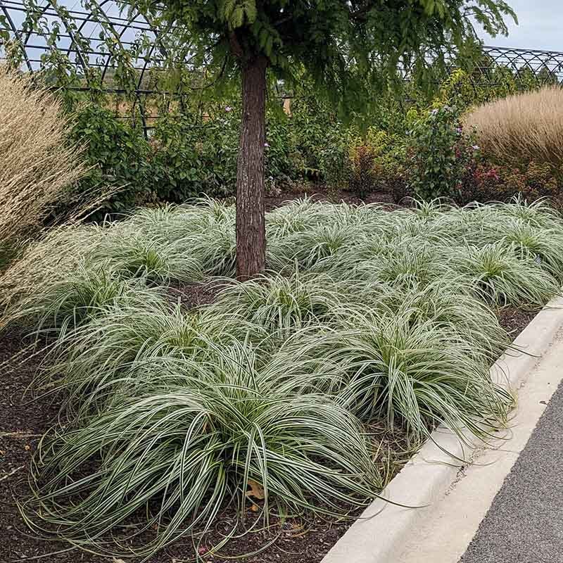 Feather Falls™ Sedge