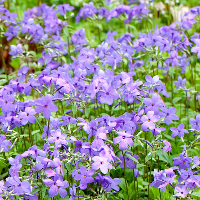 Sherwood Purple Creeping Phlox