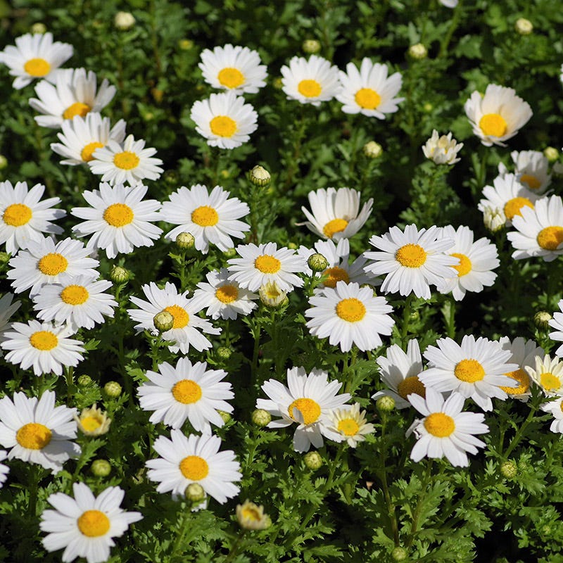 Creeping Daisy Seeds