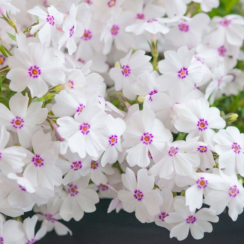 Amazing Grace Creeping Phlox