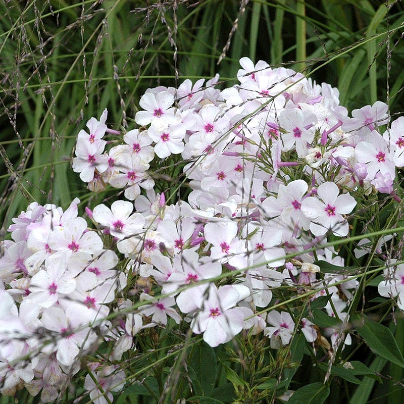 Amazing Grace Creeping Phlox