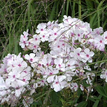 Amazing Grace Creeping Phlox