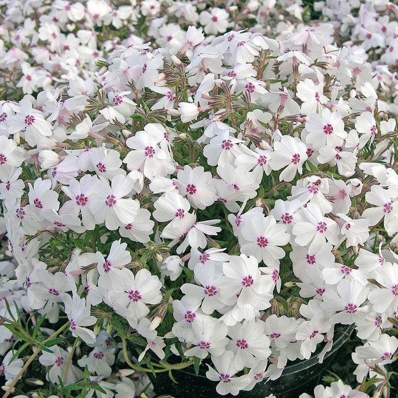 Amazing Grace Creeping Phlox