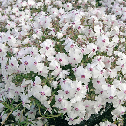 Amazing Grace Creeping Phlox